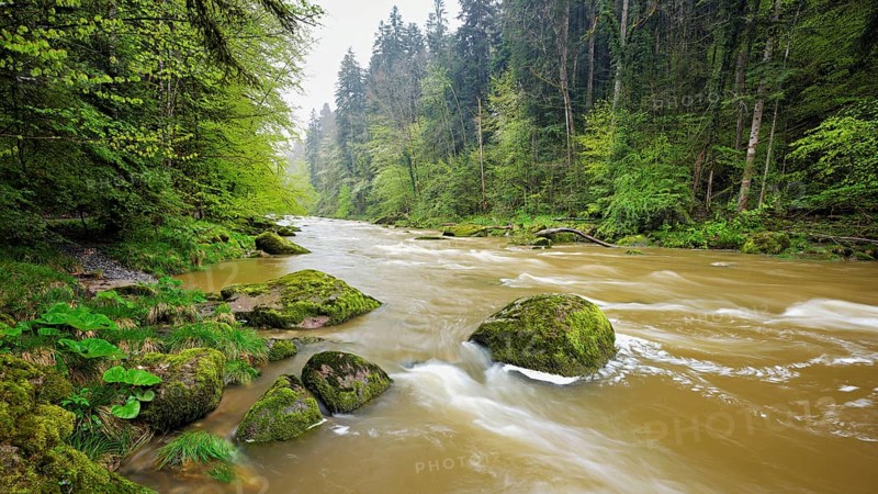 European beech trees shedding leaves, in the foreground moss-covered stones on the river Sihl, Sihlsprung, Menzingen, Canton Zug, Switzerland, Europe