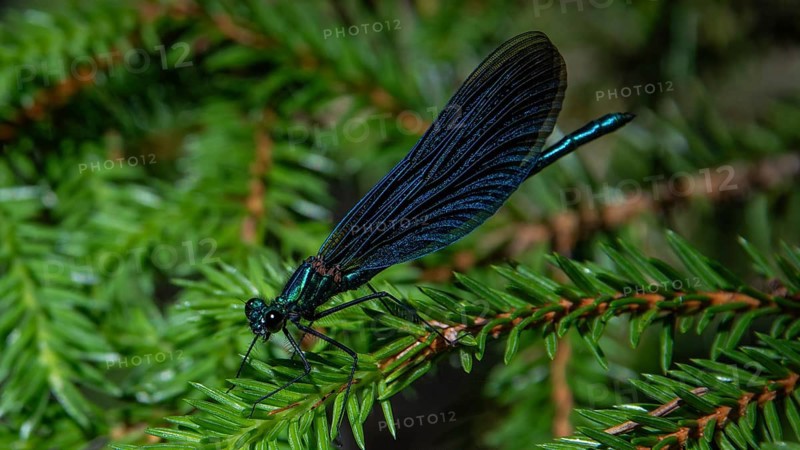 Blue dragonfly resting on a fir branch, Gudbrandsdal, Norway, Europe
