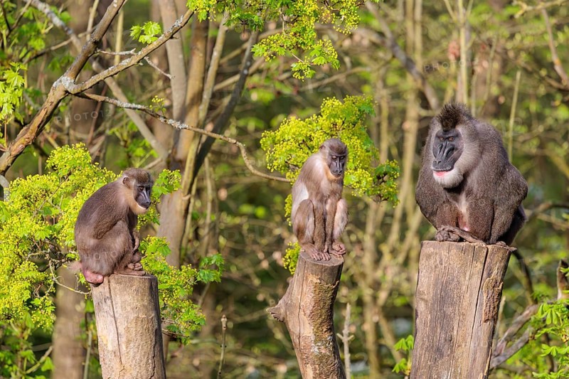 Three Drills (Mandrillus leucophaeus), a male and two females, sit high up on the three stumps of a cut tree and enjoy the early sunlight. A green forest can be seen in the background