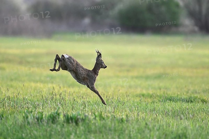 Roe deer (Capreolus capreolus), roebuck jumping, on the run, Lake Neusiedl National Park, Seewinkel Burgenland, Austria, Europe
