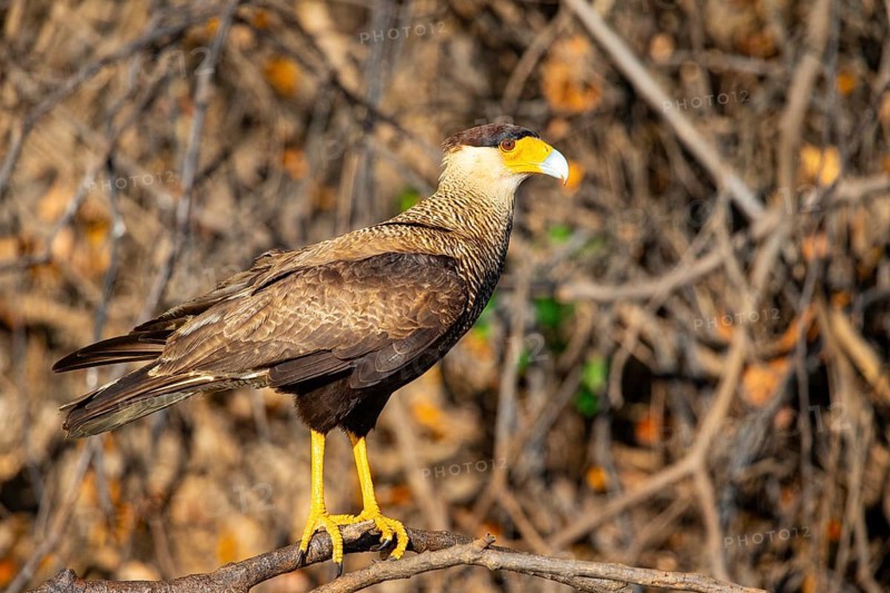 Crested caracara (Polyborus plancus) Pantanal Brazil