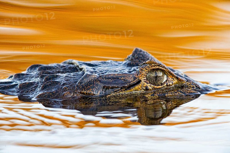 Spectacled caiman (Caiman crocodilius) Pantanal Brazil