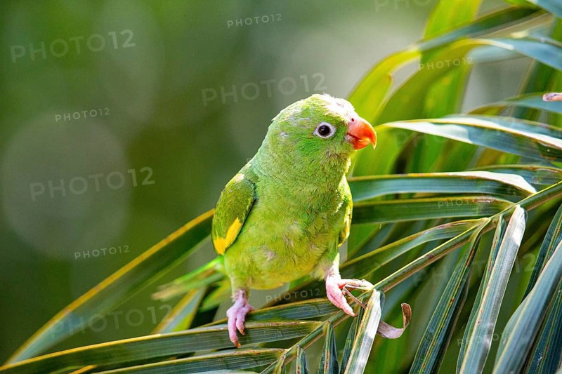 Yellow-winged Parakeet (Brotogeris chiriri) Pantanal Brazil