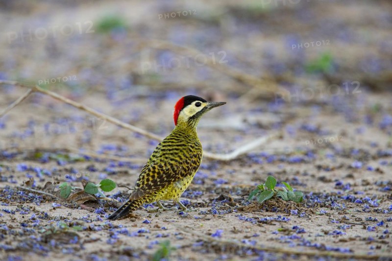 Green-banded Woodpecker (Colaptes melanochlorus) Pantanal Brazil