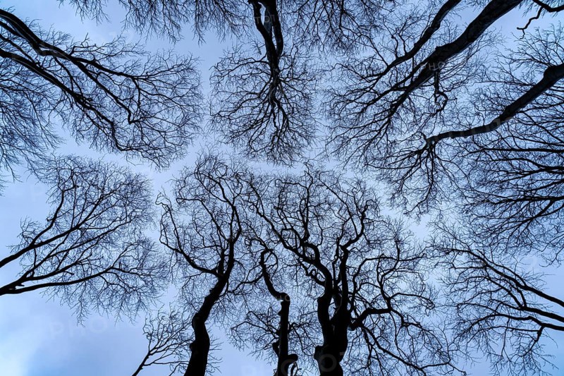 Ghost forest View into the sky, Baltic resort Nienhagen, Mecklenburg-Vorpommern, Germany, Europe