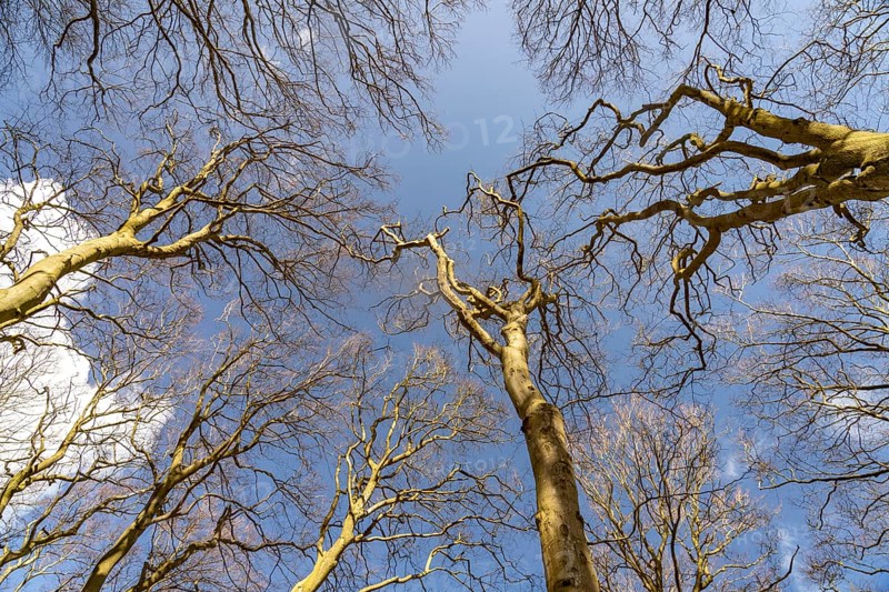 View upwards into the original beech forest, UNESCO World Heritage Site on the Baltic Sea coast in Jasmund National Park, Ruegen Island, Mecklenburg-Western Pomerania, Germany, Europe