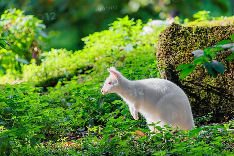 An albino red-necked wallaby or Bennett's wallaby (Macropus rufogriseus) sits in the green thicket at the edge of the forest in beautiful light