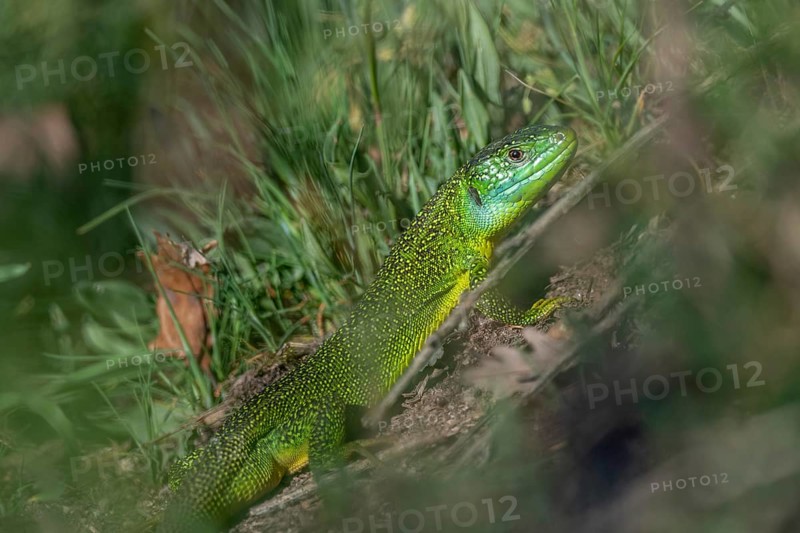 Green lizard (Lacerta bilineata) warming itself in the sun in spring. Bas Rhin, Alsace, France, Europe
