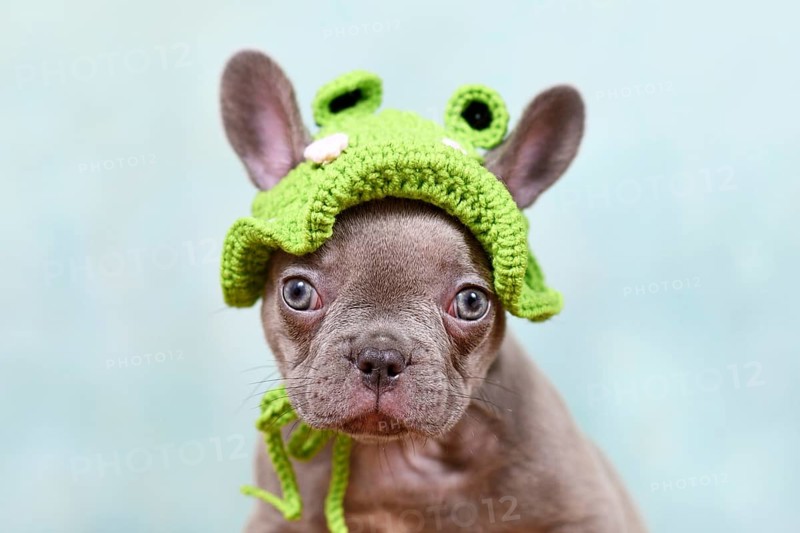 Funny young French Bulldog dog puppy with knitted frog hat on light blue studio background