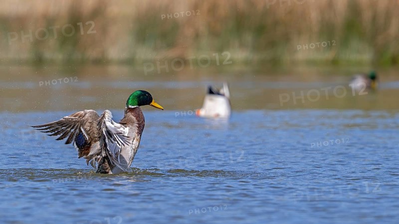 Mallard, wild duck (Anas platyrhynchos) male, drake splashing water while flapping wings in pond in spring