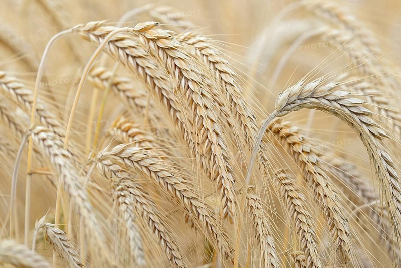 Barleys (Hordeum vulgare), barley field, grain ready for harvest, close-up, North Rhine-Westphalia, Germany, Europe