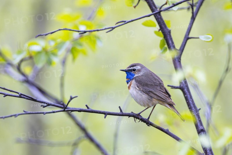 Red-throated Bluethroat or Tundra Bluethroat (Luscinia svecica), adult male sitting on a branch, Varanger, Finnmark, Norway, Europe