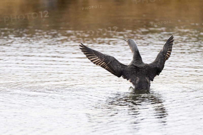 Red-throated diver (Gavia stellata), adult bird with outstretched wings rising from the water, Varanger, Finnmark, Norway, Europe