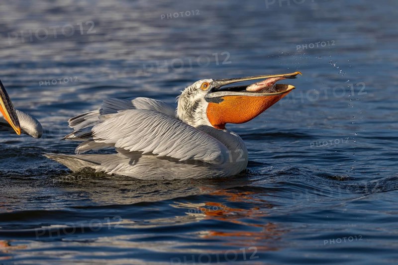 Dalmatian pelican (Pelecanus crispus), eating a fish, magnificent plumage, Lake Kerkini, Greece, Europe