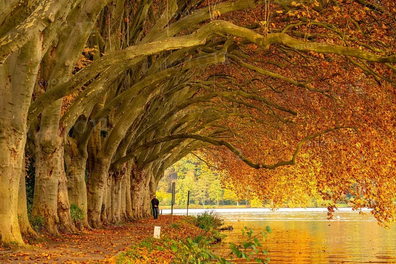 Platanen Allee, lakeside path on Lake Baldeney, near Haus Scheppen, in Essen, autumn, North Rhine-Westphalia, Germany, Europe