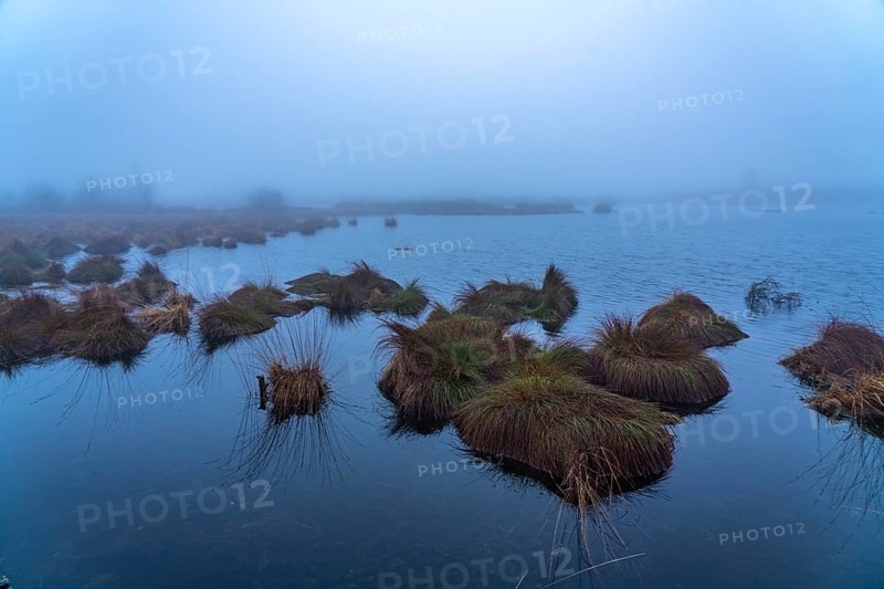 The High Fens nature park Park, in the German-Belgian border region near Eupen, winter, fog, wooden plank paths south of the N67, near Ternell, Eupen, BelgiumThe High Fens Nature Park, in the German-Belgian border region near Eupen, winter, fog, south of the N67, near Ternell, Eupen, Belgium, Europe