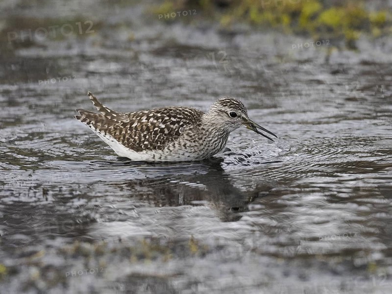 Wood Sandpiper (Tringa glareola), in a stream, with a caught dragonfly larvae in its beak, June, Finnmark, Norway, Europe