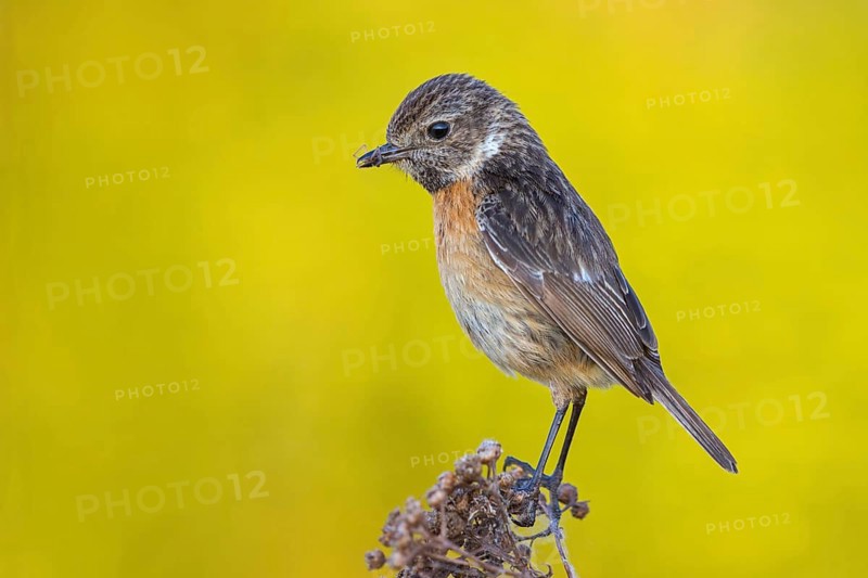 Stonechat, (Saxicola torquata), foraging, female, Wachenheim, Eich, Rhineland-Palatinate, Germany, Europe