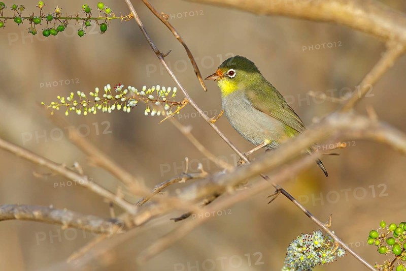 Somali White-eye, (Zosterops abyssinica), (Zosterops abyssinicus), Tawi Atayr, Salalah, Dhofar, Oman, Asia