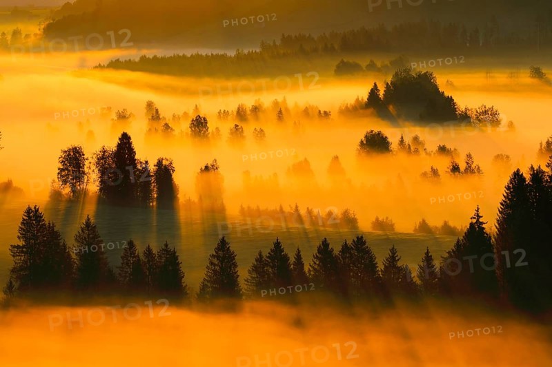 Fog and forest at the Rothenthurm high moor, Canton Schwyz, Switzerland, Europe