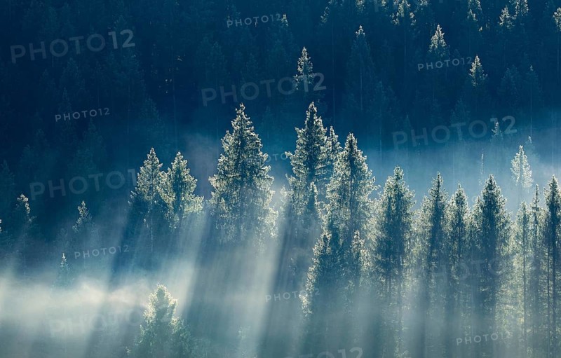 Fog and forest in Oberägeri in the canton of Zug, Switzerland, Europe