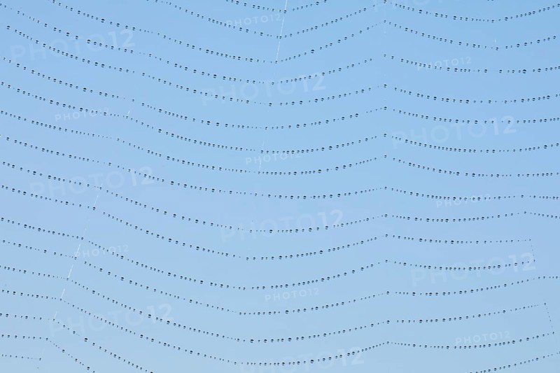 Dewdrops on a spider's web, Switzerland, Europe