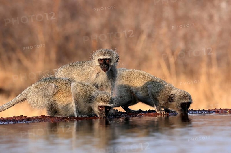 Vervet Monkey (Chlorocebus pygerythrus), adult, three animals, group, drinking, at the water, Kruger National Park, Kruger National Park, Kruger National Park South Africa