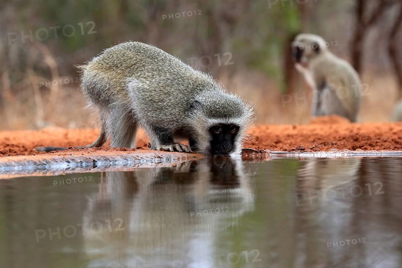 Vervet Monkey (Chlorocebus pygerythrus), adult, drinking, at the water, Kruger National Park, Kruger National Park, Kruger National Park South Africa