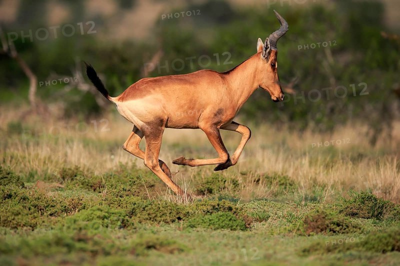 Red hartebeest (Alcelaphus buselaphus caama), Kaama, adult, running, jumping, Mountain Zebra National Park, Eastern Cape, South Africa, Africa