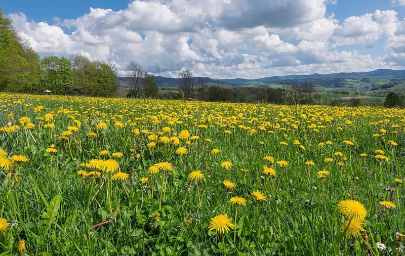 View from the Maulkuppe, mountain in the Hessian Rhön nature park Park, Hesse, Germany, Europe
