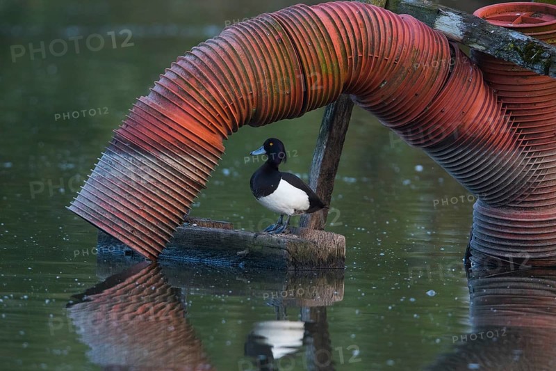 Tufted Duck (Aythya fuligula), male resting beside a water pipe, on a lake, Hesse, Germany, Europe