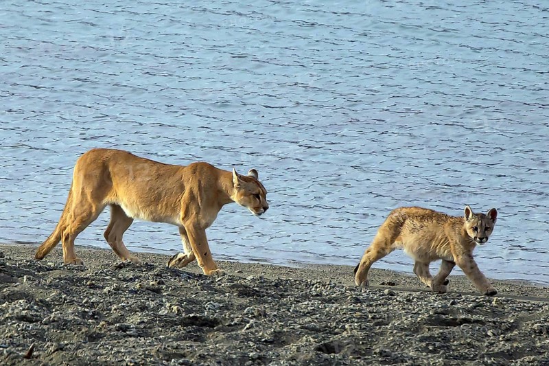 Cougar (Felis concolor patagonica) 8-month-old cubs and females Torres del Paine NP, Chile, South America