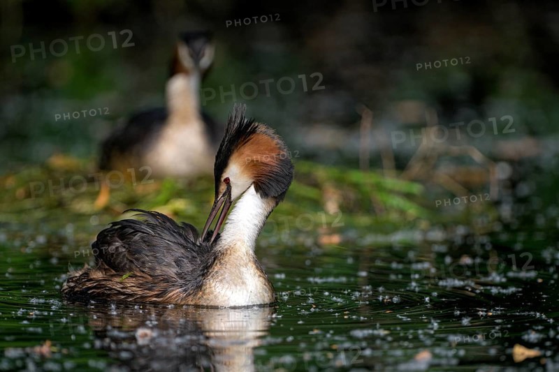 Great Crested Grebe (Podiceps cristatus), pair at the nest, with chicks, Krickenbecker Seen, North Rhine-Westphalia, Germany, Europe