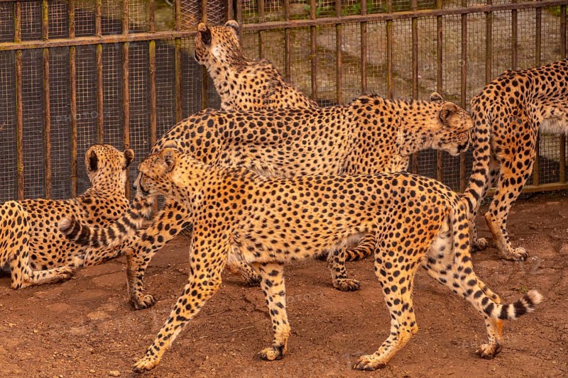 A group of cheetahs are walking in a zoo enclosure. The cheetahs are all different sizes and are walking in a line