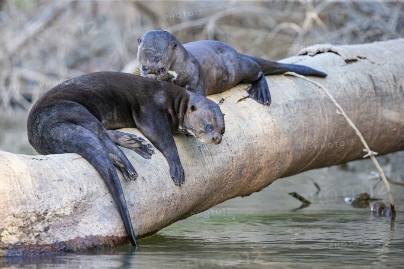 Giant otter (Pteronura brasiliensis) Pantanal Brazil
