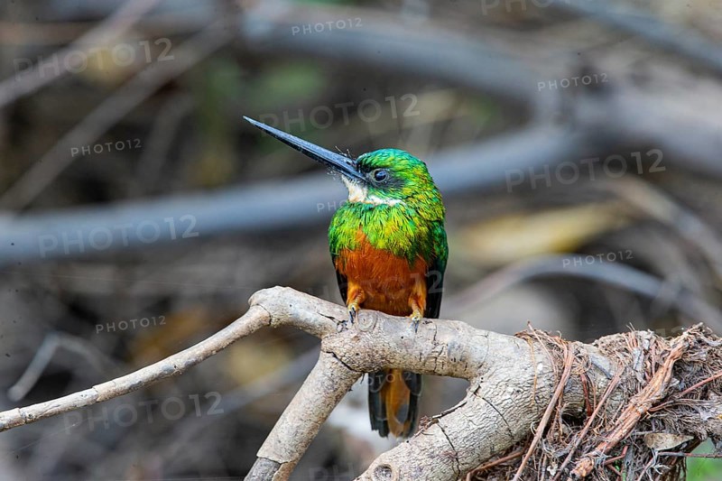 Rufous-tailed jacamar (Galbula ruficauda) Pantanal Brazil