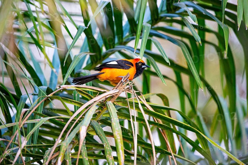 Orangetroupial (Icterus icterus) Pantanal Brazil