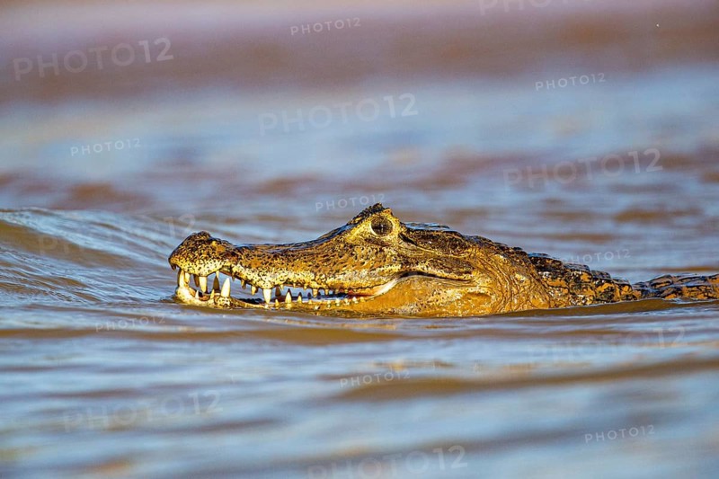 Spectacled caiman (Caiman crocodilius) Panatanal Brazil