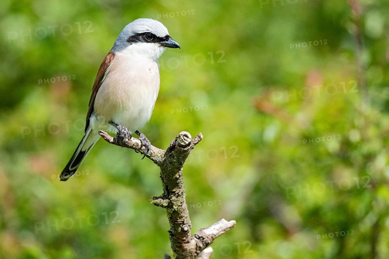 Red-backed shrike (Lanius collurio) ml Germany