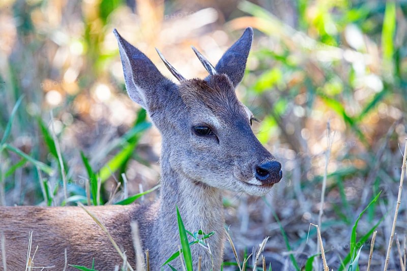 Grossmazama (Mazama americana) Pantanal Brazil