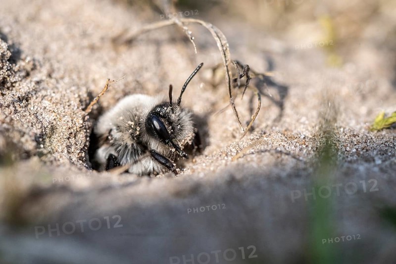 Ashy Mining Bee (Andrena cineraria), Emsland, Lower Saxony, Germany, Europe