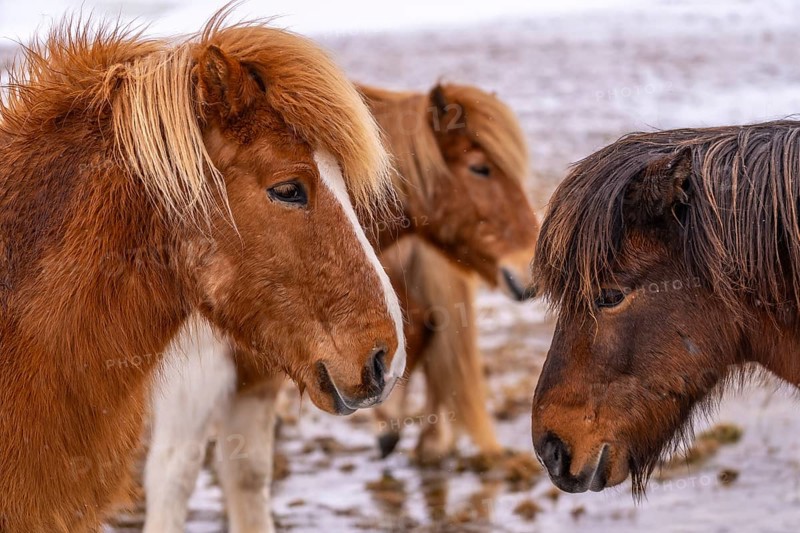 Portrait of a group of brown horses in the cold winter with snow in Iceland, Icelandic horse