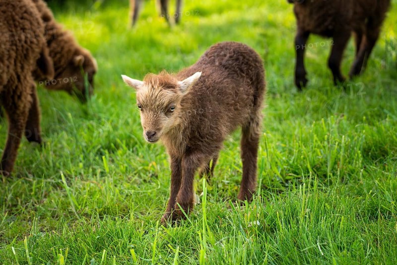 Little lamb running in a meadow, brown, Ouessant sheep (Breton dwarf sheep), Germany, Europe