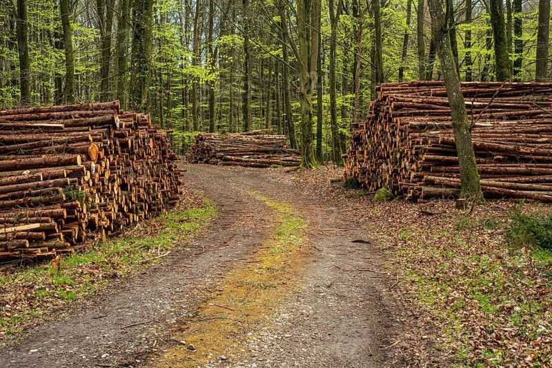 Piles of logs at road in beech forest in Ystad municipality, Skåne county, Sweden, Scandinavia, Europe