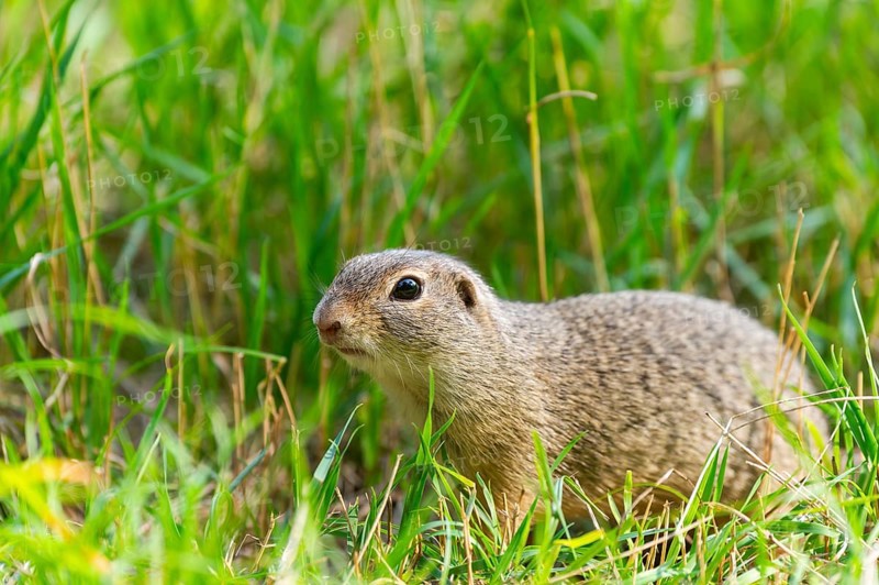 European ground squirrel (Spermophilus citellus) on a meadwo, Bavaria, Germany, Europe