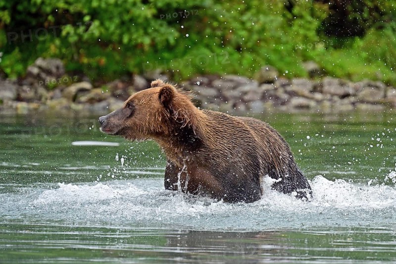 Brown bear (Ursus arctos) hunting for salmon in the water, Lake Clark National Park, Alaska