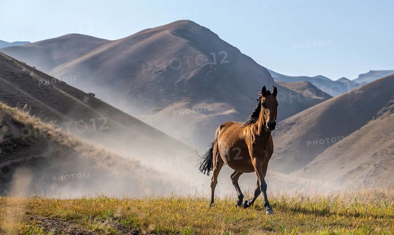 Horse galloping over a hill and raising dust, mountains behind, Kyrgyzstan, Asia