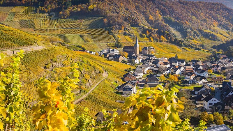 Vineyards in autumn, Mayschoß with parish church, red wine growing region Ahrtal, red wine of the Pinot Noir and Portugieser grape is grown here, Eifel, Rhineland-Palatinate, Germany, Europe
