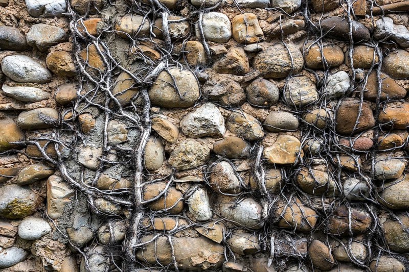 Dead ivy on a wall of pebbles, Provence, France, Europe