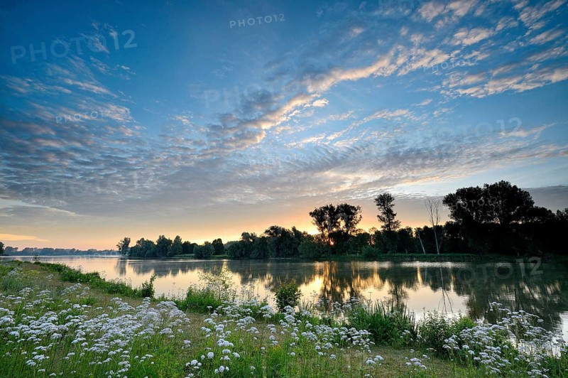 Morning glow on the Old Rhine with valerian (Valeriana officinalis) and deciduous trees, Xanten, Lower Rhine, North Rhine-Westphalia, Germany, Europe
